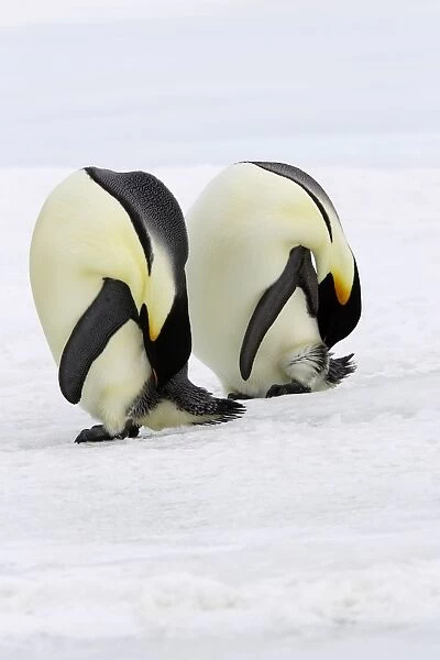 Emperor Penguin - two adults preening. Snow hill island - Antarctica