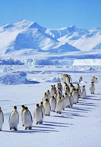 Emperor Penguins - walk in line
