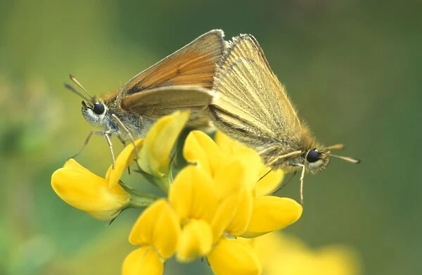 Essex skipper - Male and female mating on common birdsfoot-trefoil