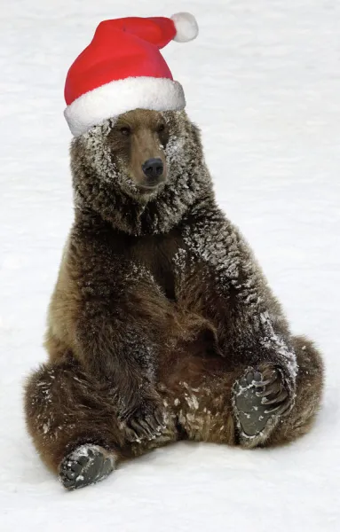 European Brown Bear - Male. Resting after playing in snow, wearing Christmas hat