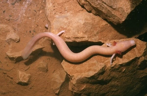 European Cave Salamander  /  Olm Croatia