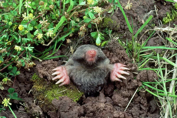 European  /  Common MOLE - emerging from hole, showing spade-like feet used for digging
