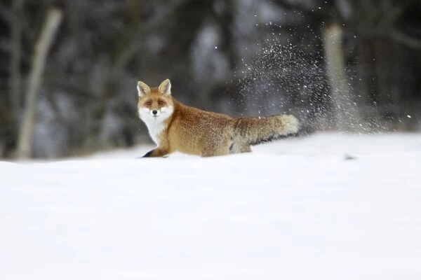 European Red Fox - running across snow covered field, Lower Saxony, Germany