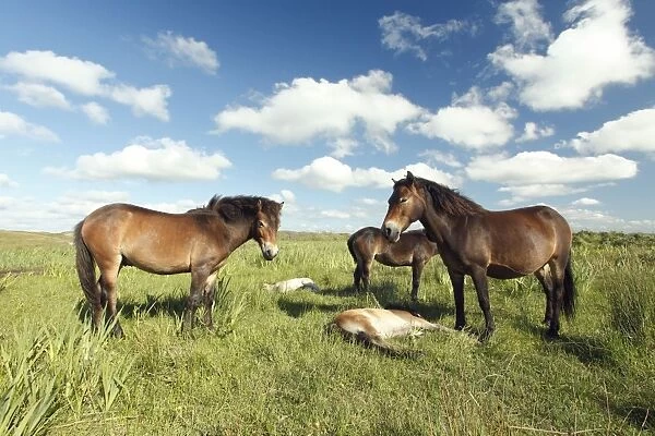 Exmoor Pony - Mares and foals resting on marshland, De Bollekamer sand dune NP, Island of Texel, Holland
