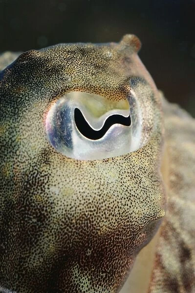 Eye of Cuttlefish PM-6317 UK Seas Sepia officinalis © Pat Morris  /  ARDEA LONDON