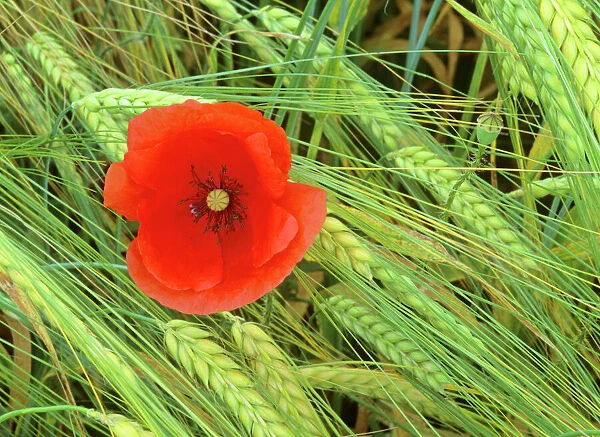 Field poppy growing amidst field of barley Baden-Wuerttemberg, Germany