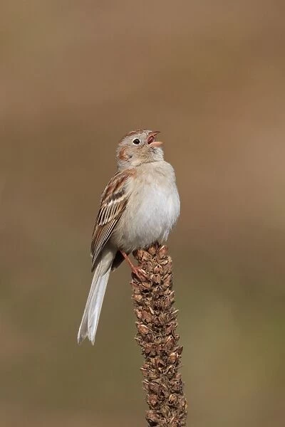 Field Sparrow. On spring time breeding territory. Connecticut in April