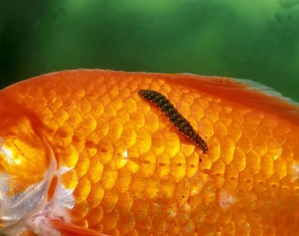 Fish Leech feeding on goldfish Our beautiful pictures are available as  Framed Prints, Photos, Wall Art and Photo Gifts