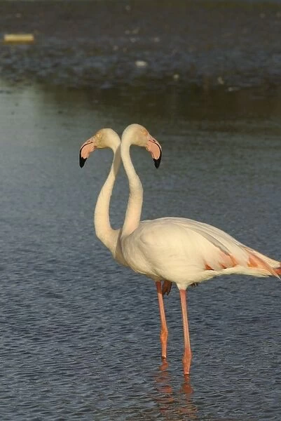Flamingo. SM-2044. Greater Flamingo - pair
