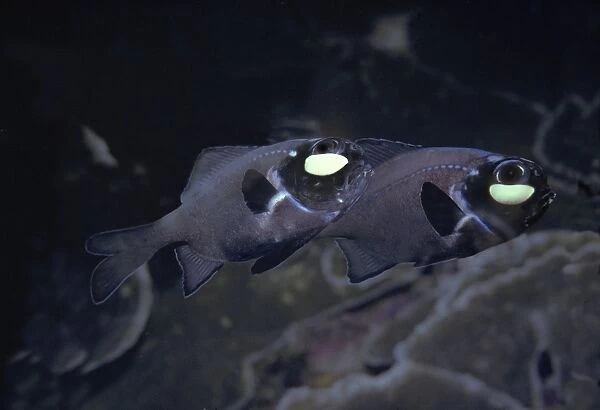 Flashlightfish - These fish have a symbiotic bacterium that produces the light as a by product of metabolism. They are totally nocturnal living by day in deep caves. Banda Sea. Indonesia