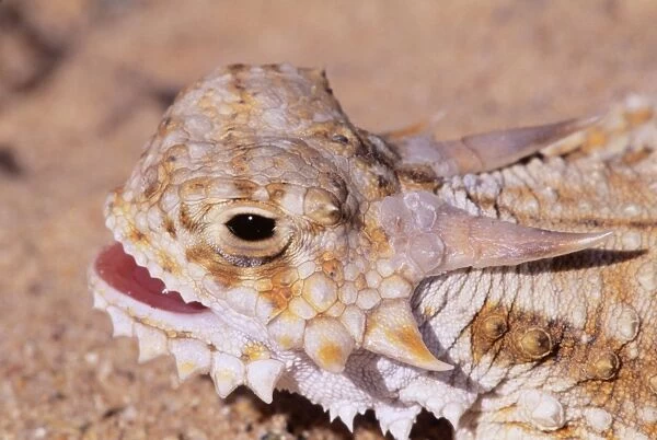 Flat-tailed Horned Lizard - proposed endangered species California, USA