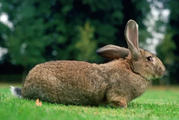 Flemish Giant Rabbit Domestic Breed Print JPF-1873. Art Prints