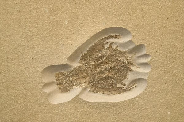 Fossil Crustacean - Extinct marine invertebrate, Jurassic Solnhofen, Germany E50T3808