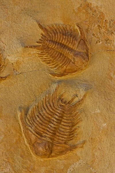 Fossil Trilobites - Sumphururus ytripocis - Ordovician age - Zagoura Morocco