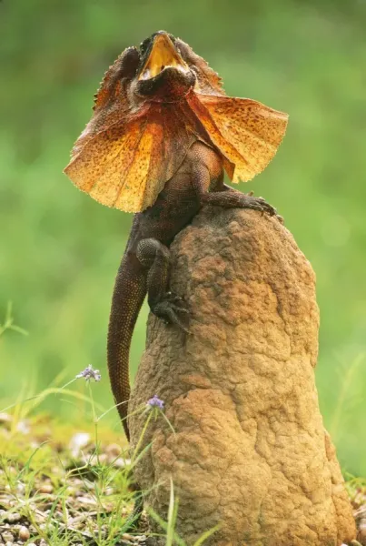 Frilled Lizard Defence Display Print, Kakadu National Art