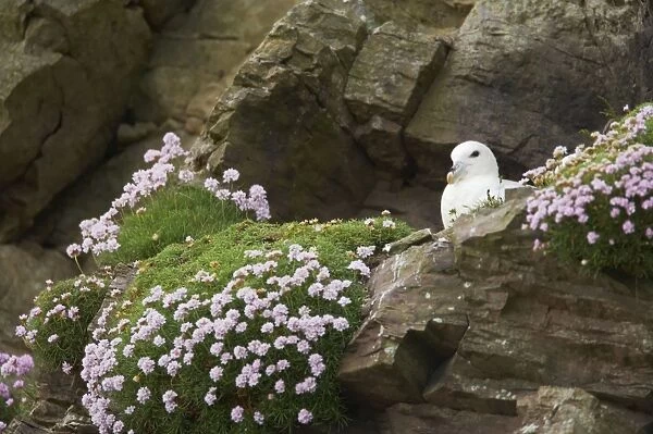 Fulmar - On nest amongst thrift Sumburgh Head, Shetland, UK BI010634