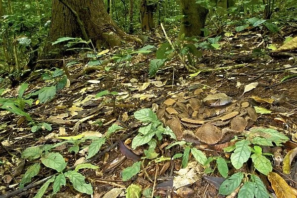 Gaboon Viper - camouflaged on the forest floor