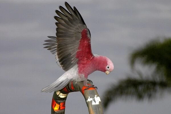 Galah. Perching, displaying and 'playing' on hand rails in town park, pecking at coloured plastic. Kalbarri, W. Australia