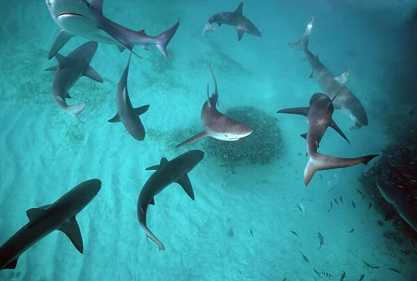 Galapagos Sharks - Many sharks congregate in the lagoon for tourist feeding. Lord Howe Island. Australia GAL-006