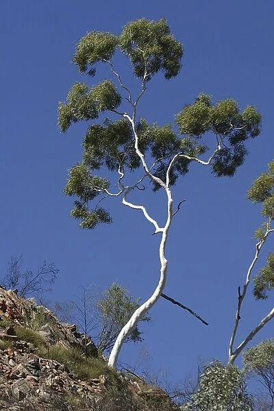 Ghost Gum - Named after the glisteneing white bark. Found only in central and northern areas of Australia. Fringe Lily Gorge, West MacDonnell National Park, Northern Territory, Australia