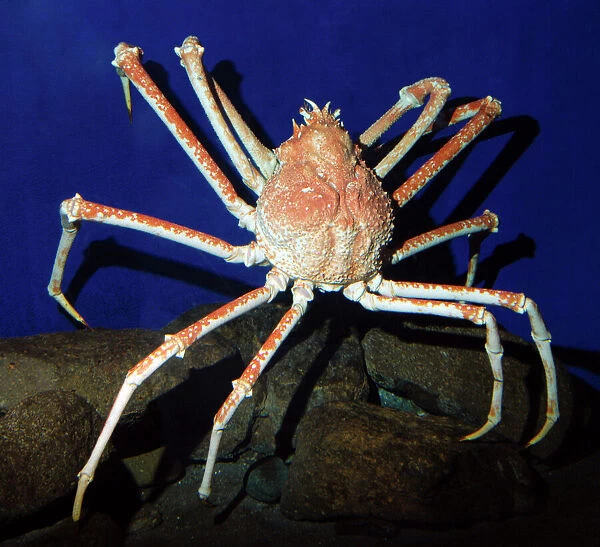 Giant Japanese Spider Crab Print Framed Photos Cards