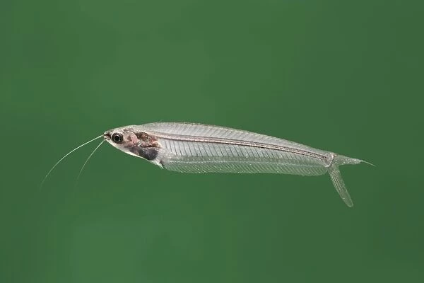 Glass catfish – side view green background tropical freshwater Africa 002059