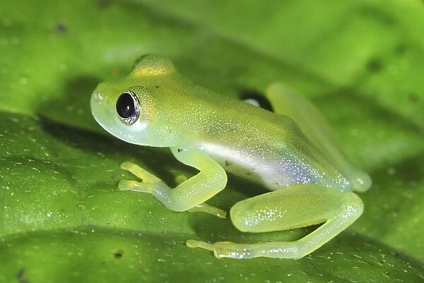 Glass Frog San Cipriano Reserve, Cauca, Colombia