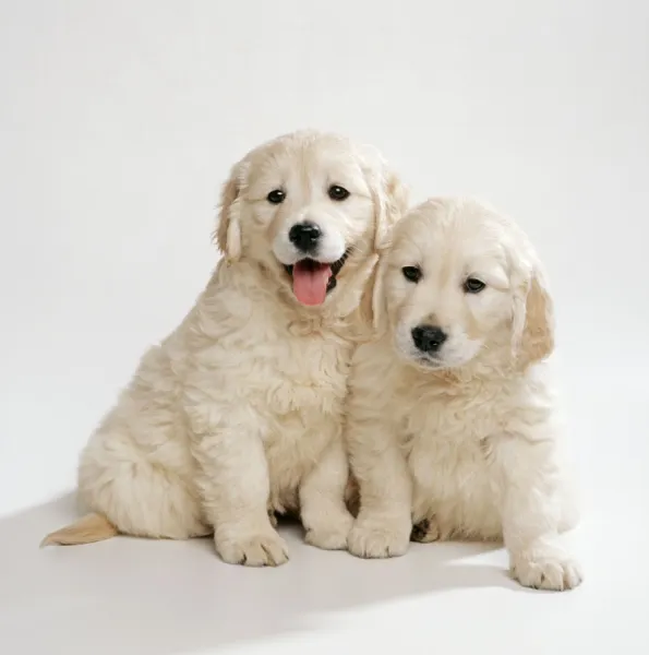 Golden Retriever Dog JD 15624 Puppies 8 weeks. © John Daniels  /  ARDEA LONDON