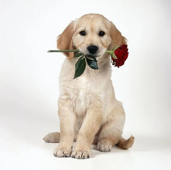 Golden Retriever Dog Puppy with rose in its mouth For sale as Framed ...
