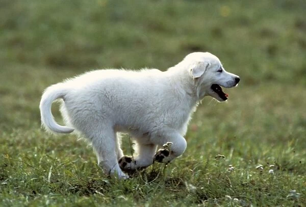Golden Retriever Puppy Dog Running