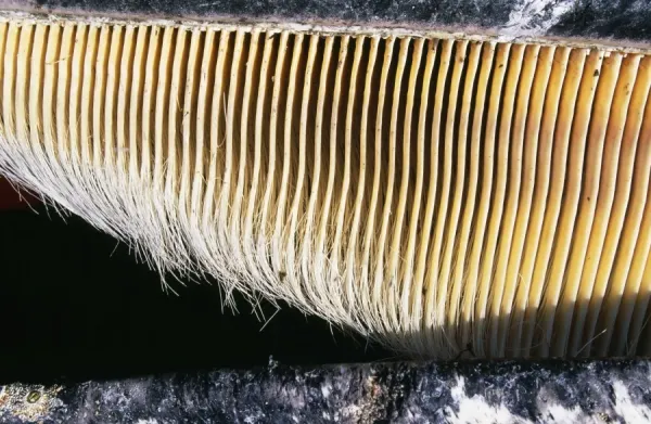 Gray Whale Baleen, hang from upper part of the mouth