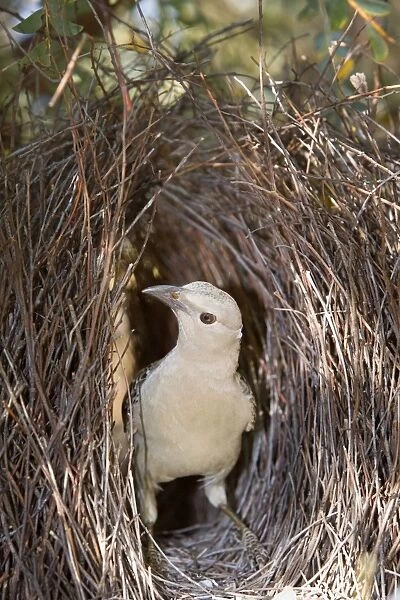 Great Bowerbird - male Bowerbird standing inside its artfully crafted bower. He constructs its bower out of sticks and grass blades and its sole purpose is to convice the female that he's worth her attention