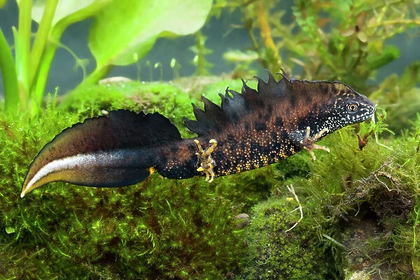 Great Crested Newt - Single adult male photographed underwater, Wiltshire, England, UK