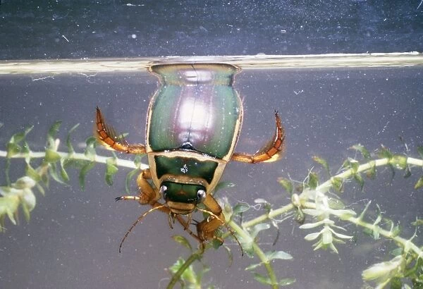 Great Diving  /  Water Beetle Male breathing at surface