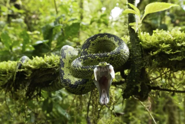 Great Lakes Bush Viper - striking with mouth wide open - Nyungwe - Rwanda - Africa