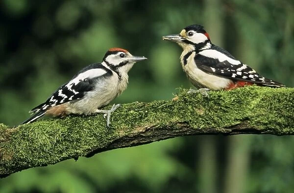 Great Spotted Woodpecker - male with offspring