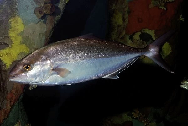 Greater Amberjack - tropical reefs around the world
