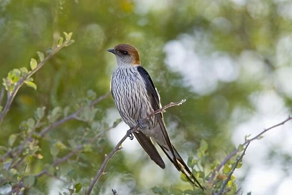 Greater Striped Swallow on perch. Inhabits grassland and vleis. Breeding endemic to southern Africa. Karoo National Park, Western Cape, South Africa