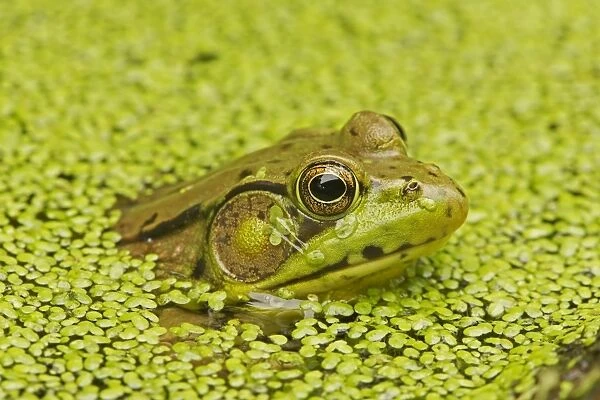 Green Frog - in duckweed - New York - USA