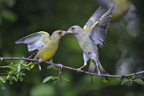 Greenfinch - male begging food from female, courtship behaviour, Lower Saxony, Germany