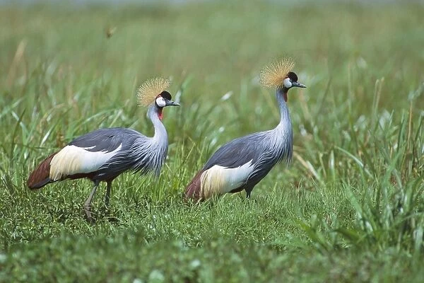 Grey-crowned Crane - two birds - Masai Mara National Reserve - Kenya JFL08730