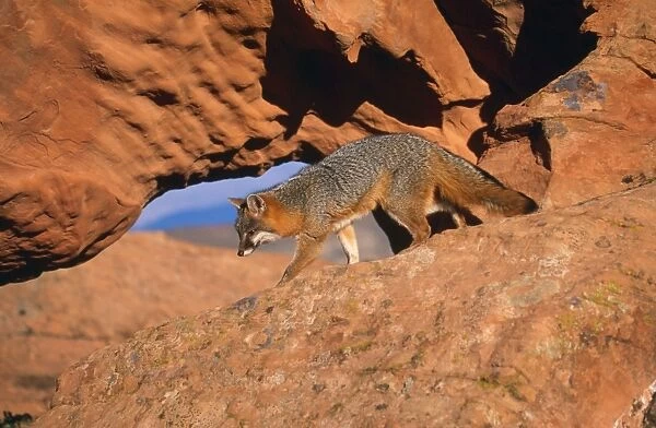 Grey Fox. WAT-4977. Grey Fox - on rocks. Urocyon cinereoargenteus