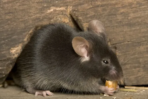 Grey / House Mouse feeding Our beautiful Wall Art and Photo Gifts ...