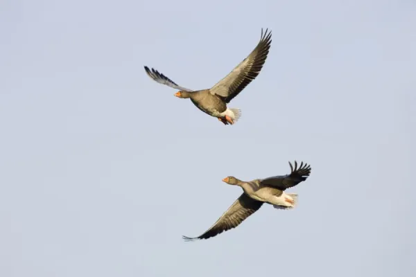 Grey Lag Geese in-flight, Cleveland, UK Wildlife Art