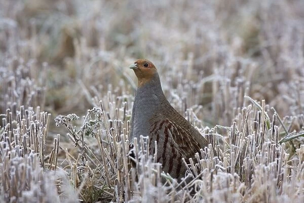 Grey Partridge - standing in frost covered winter stubble field showing bare patches below the eye, February. Narborough, Norfolk, U. K
