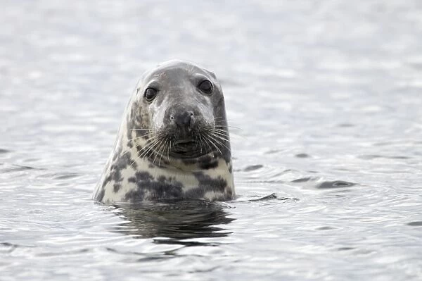 Grey Seal Halichoerus grypus Shetland Mainland, UK MA001223