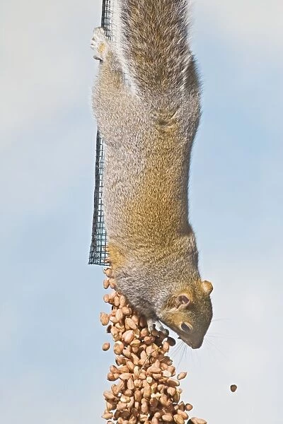 Grey squirrel - empties peanut feeder UK 005370