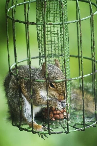 Grey Squirrel - feeding inside squirrel proof bird nut feeder. Oxon UK