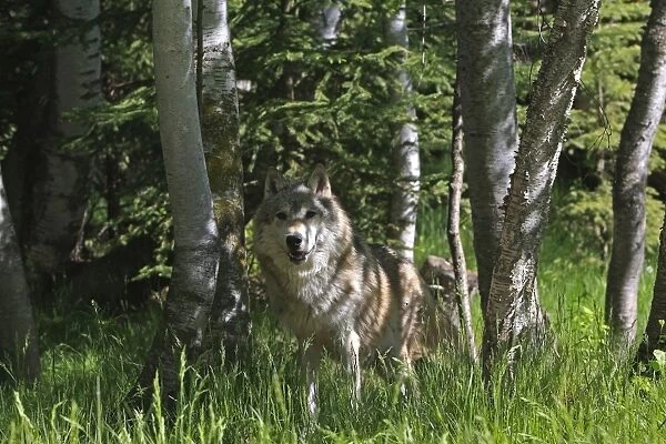Grey  /  Timber Wolf. Montana - United States
