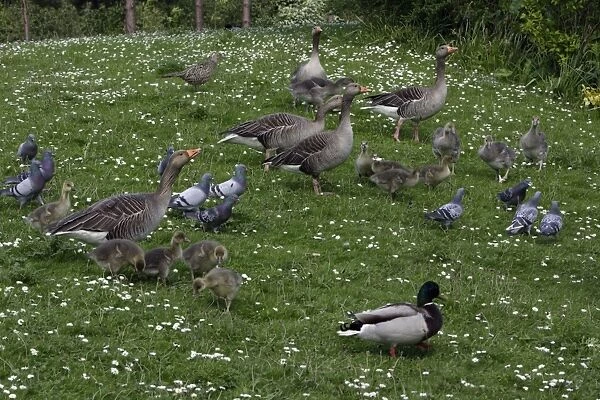 Greylag Geese, Feral pigeons, Mallard-being fed in park, Washington WWT, Tyne and Wear UK